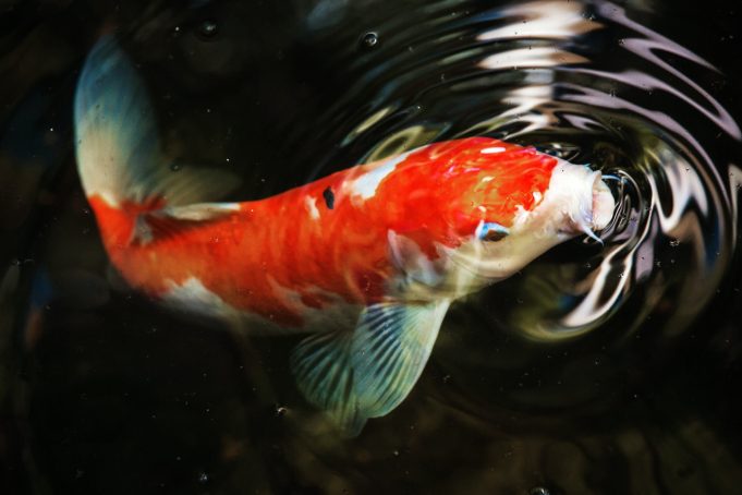 5 Easy-to-follow Tips to Maintain Your Beautiful Koi Pond