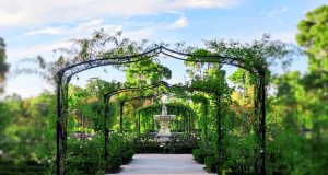 10 Best Plants for Winter and Summer Gardens