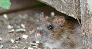 Rat and Mice Control in London: Comprehensive Strategies for a Safe Urban Environment